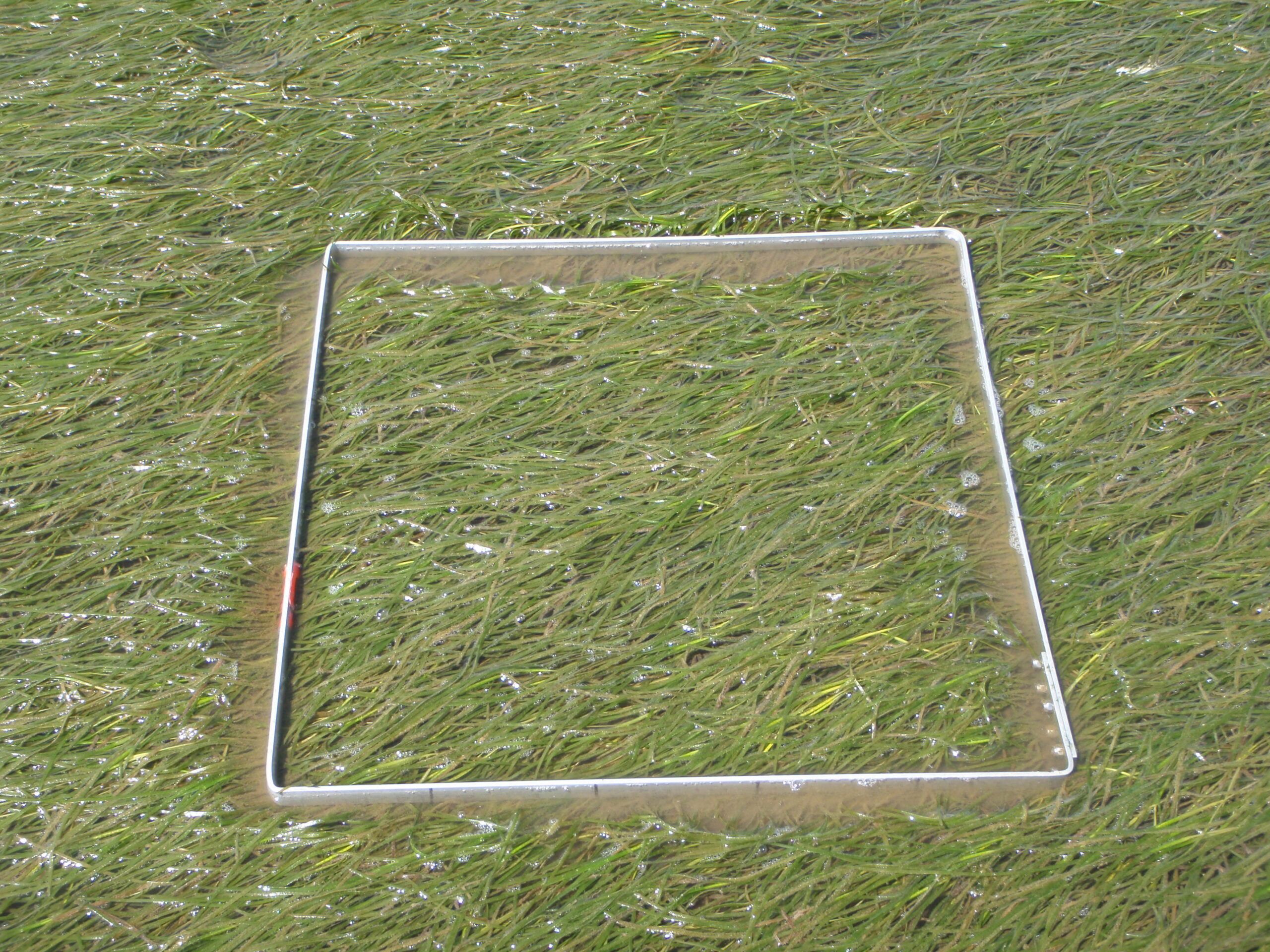 Handbook for Eelgrass Mapping