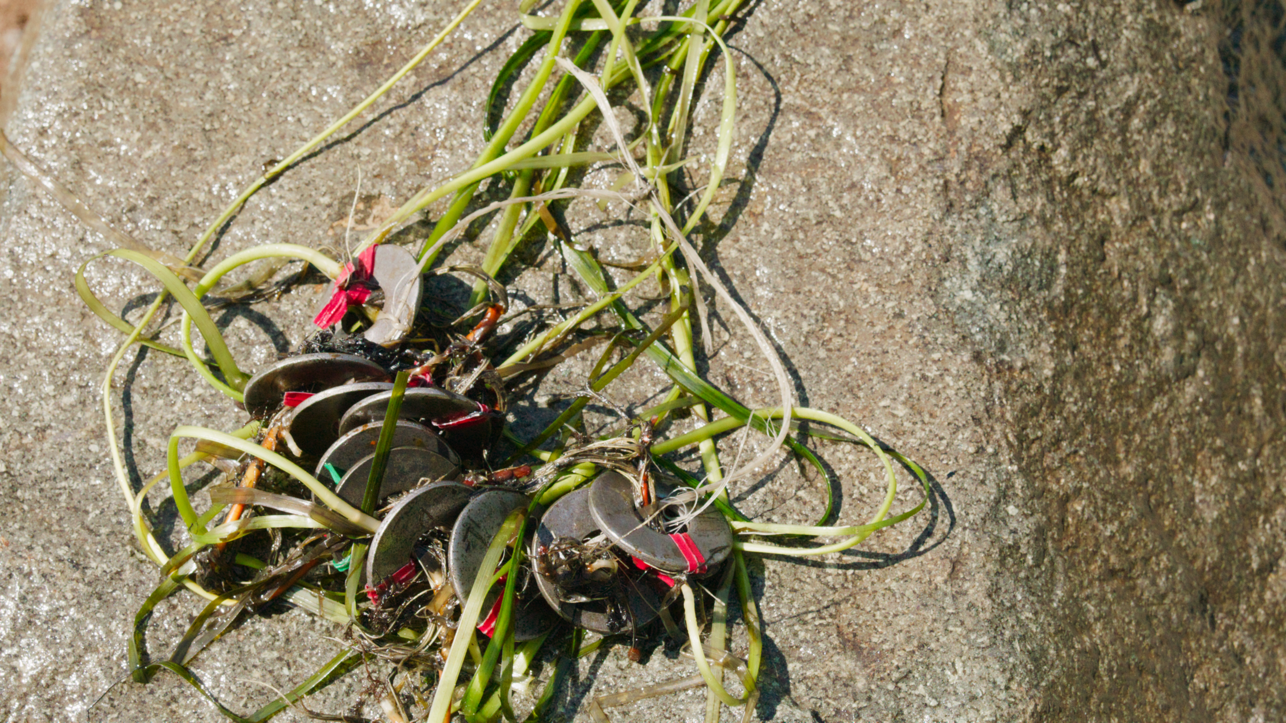 Handbook for Eelgrass Restoration