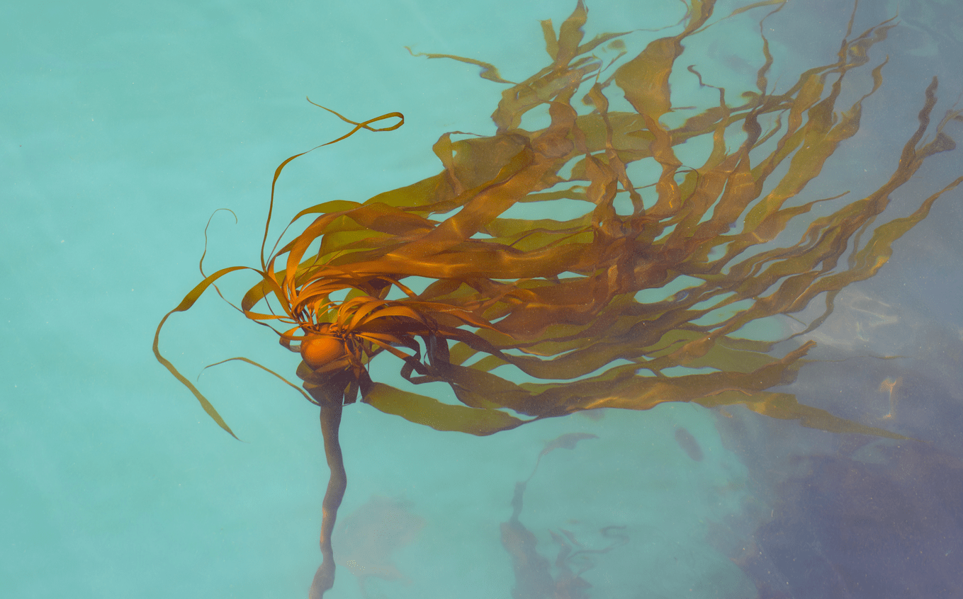 Habitat Suitability for Kelp Restoration