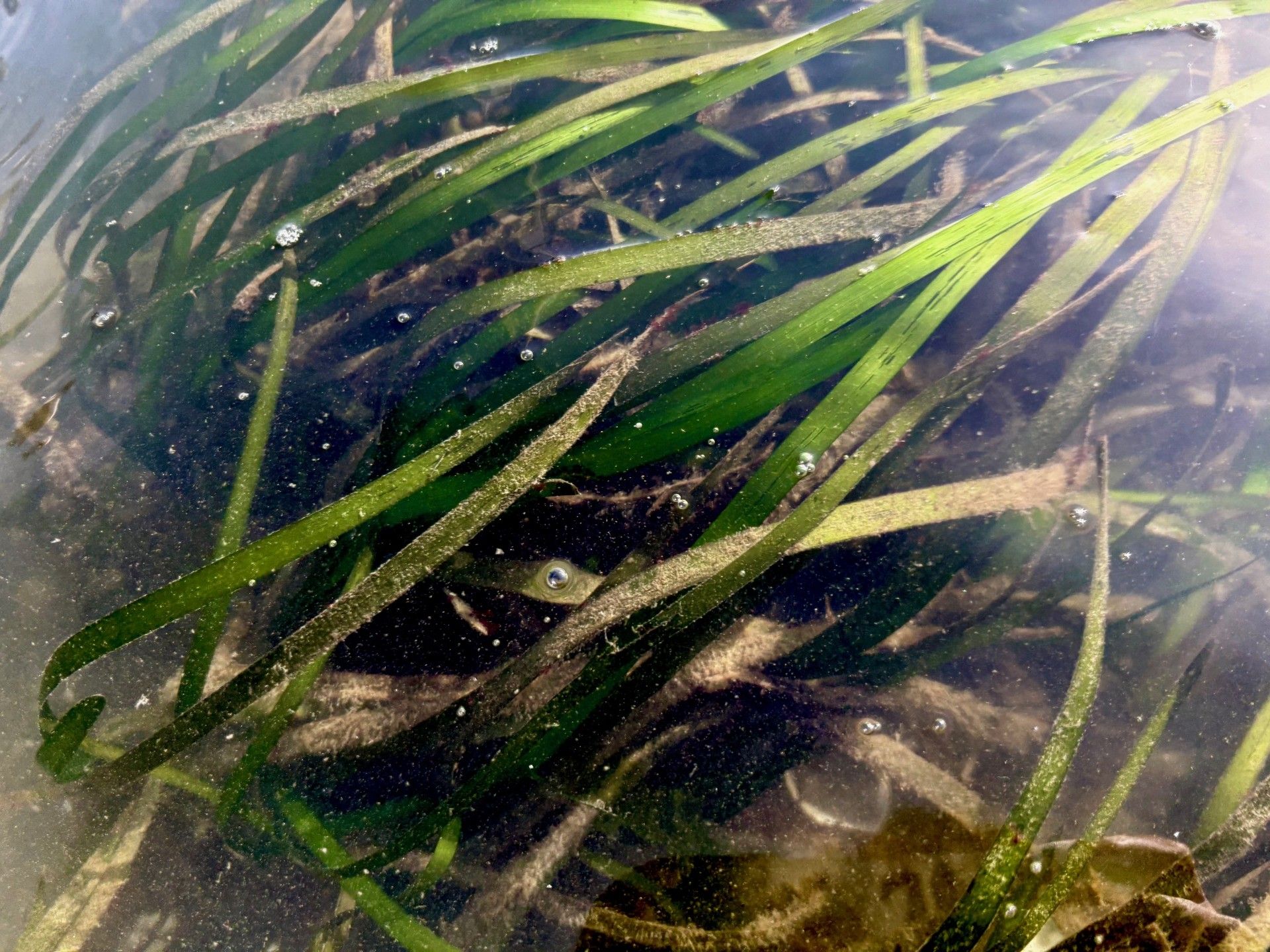 Eelgrass State of Knowledge